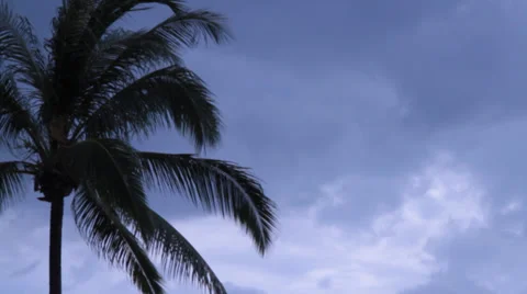 PALM TREE WITH DARK CLOUDS Stock Footage 28058241