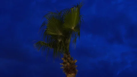 Palm tree on dark deep blue sky. Stock-Footage 114310323
