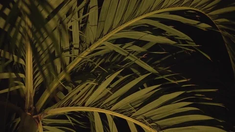 Palm tree in the dark Stock Footage 80222463