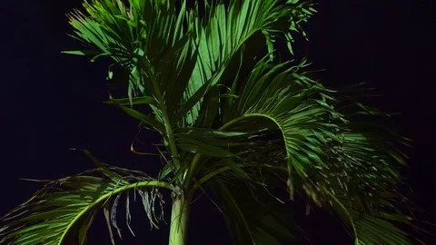 Palm tree on dark. Stock-Footage 106437556