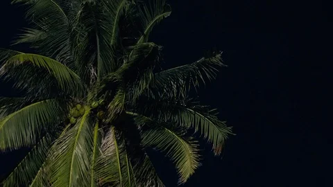 Palm tree on dark. Video stock 120734378