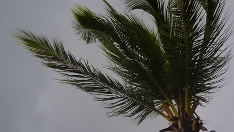 Palm tree on dark grey sky in the rude wind. Slow motion. Видео 69792839