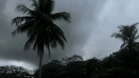 Palm Tree with Dark Sky Stockbeeldmateriaal 9063295