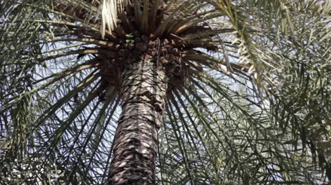 Palm tree  datail Stock-Footage 37734272