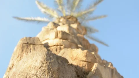 Palm Tree with date fruits perspective view with selective focus 스톡 동영상 89527617