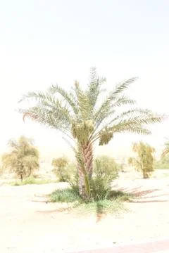 Palm tree with Dates in Middle east. Stock Photos