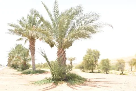 Palm tree with Dates in Middle east. Stock Photos