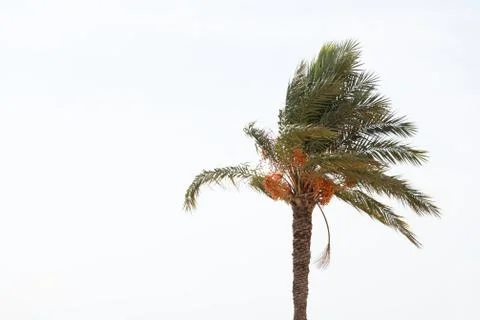 Palm tree with dates Stock Photos