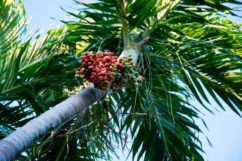 Palm Tree Dates 写真素材