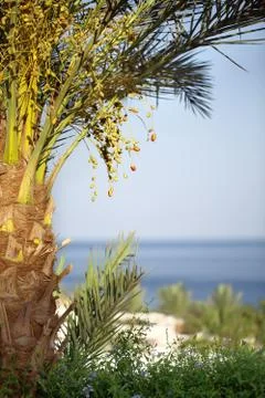 Palm tree with dates Stock Photos