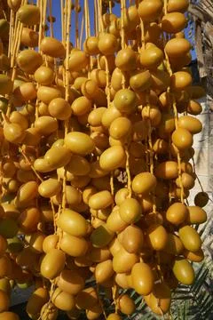 Palm Tree Dates Stock Photos