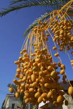Palm Tree Dates Stock Photos
