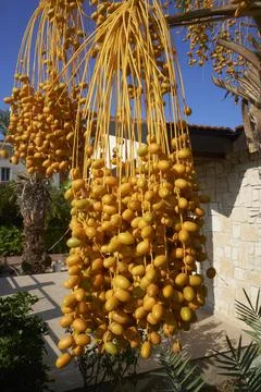 Palm Tree Dates Stock Photos
