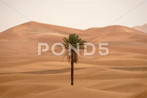 Palm Tree In The Desert Of Erg Chebbi, Morocco