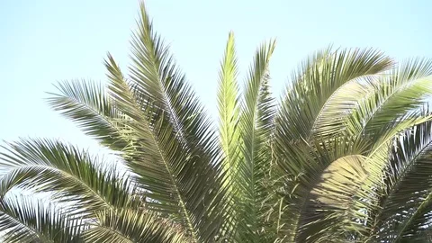 Palm Tree in the desert Stock Footage