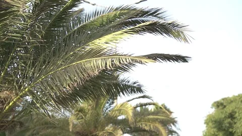 Palm Tree in the desert Stock Footage 93800799