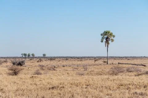Palm tree in the desert Stock Photos