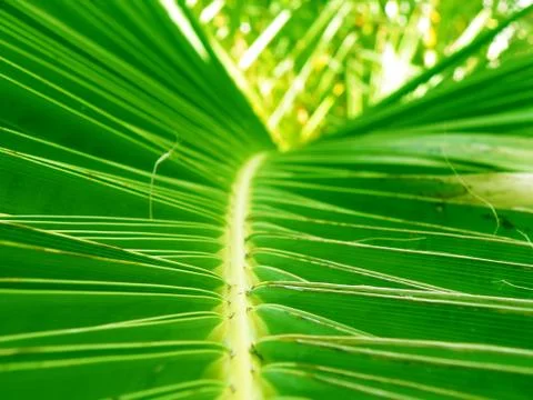 Palm tree detail Stock Photos