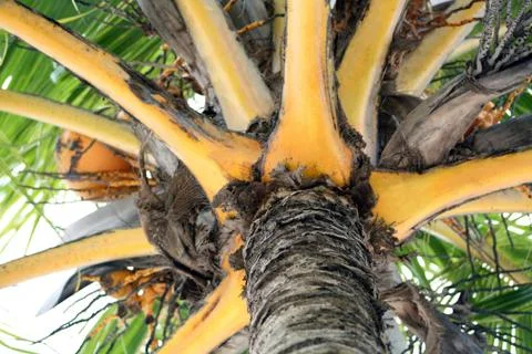 Palm Tree Detail Stock Photos