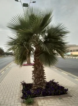 The palm tree in the divider Stock Photos