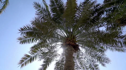 Palm Tree in Doha Video stock 132425741