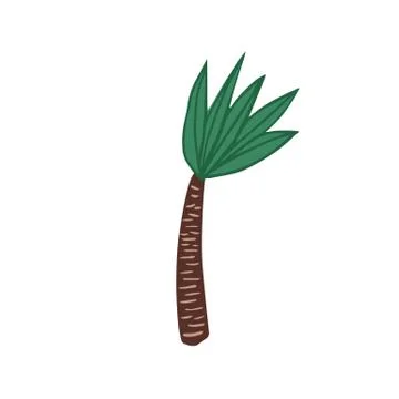 Palm tree in doodle style isolated on white background. Hand drawn exotic rai Stock Illustration