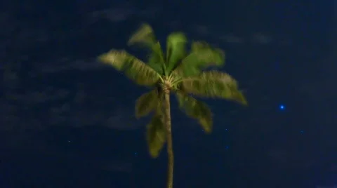Palm Tree Dream HD 스톡 동영상 562240