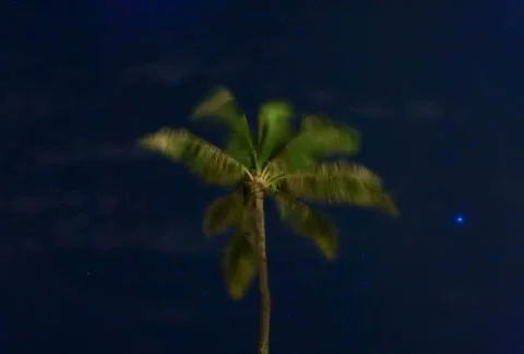 Palm Tree Dream NTSC Stock Footage 562232