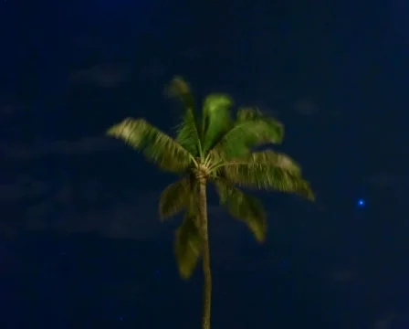 Palm Tree Dream PAL Video stock 562235