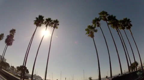 Palm tree drive by Video stock 24743746