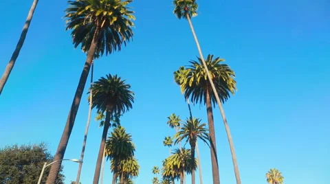 Palm Tree Drive Stock-Footage 66746113