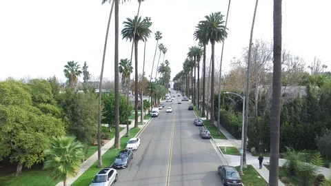 Palm Tree Drone Shot Stock Footage 105938538
