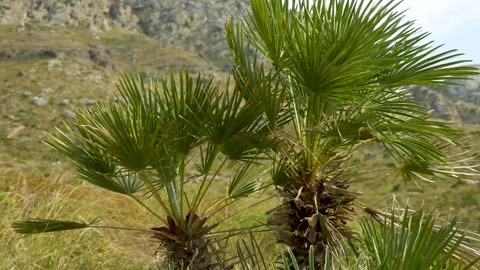 Palm tree during hike in Majorca, Mallorca, Balearic Islands, Spain Stock Footage 303754098