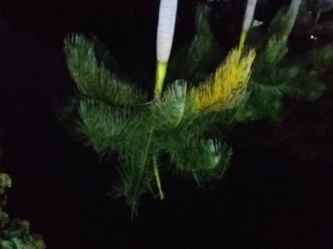 A palm tree during the night Stock Photos