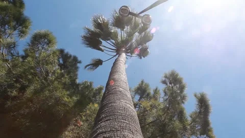 Palm tree during storm Video stock 167158930