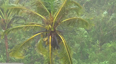 Palm tree during tropical storm Stock Footage 40870852