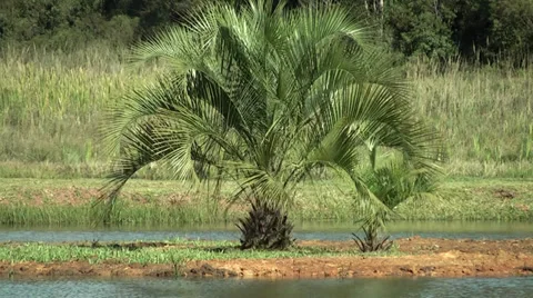 Palm Tree on the edge of the lake Vídeos de archivo 34834893