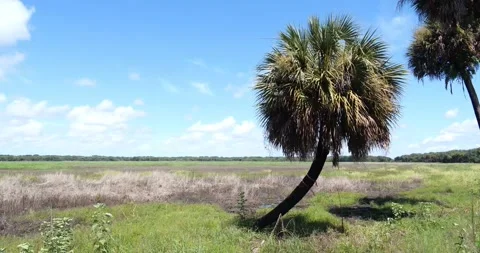 Palm tree at the edge of a meadow Stock Footage 136061756