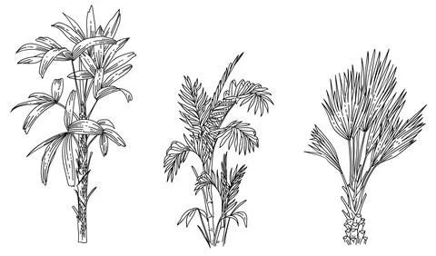 Palm tree element 스톡 일러스트