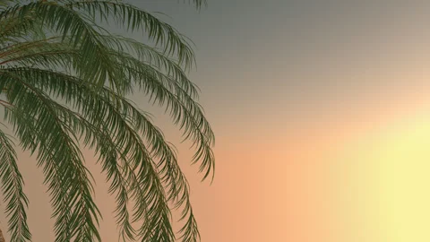 Palm Tree In Evening Stock Footage 248565936