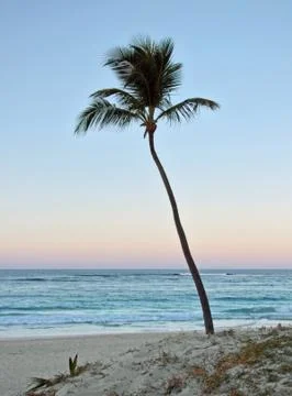 Palm tree at evening time Stock Photos