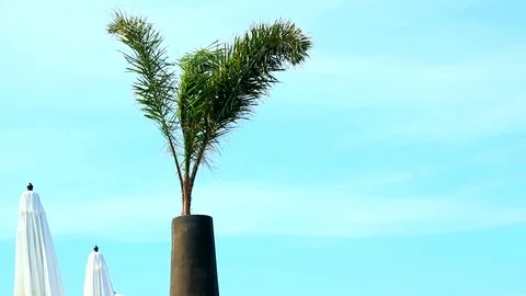Palm tree in exclusive lounge Stock Footage 81177715