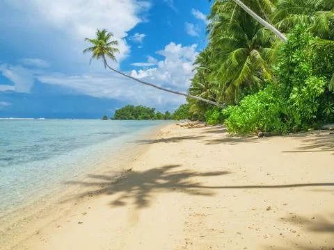 Palm tree extending over a sandy tropical beach Stock Photos