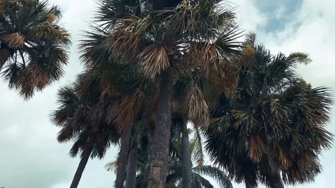 Palm Tree in the Fall Stock Footage 117374216