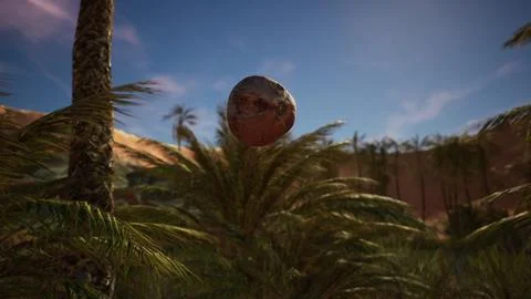 Palm Tree with Falling Coconuts onto the Sand Illustrazione stock