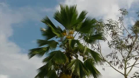 Palm tree falls down 720p Stock Footage 11026572