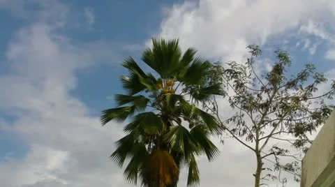 Palm tree falls down Stock Footage 11031641