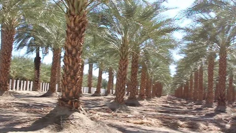 Palm tree farm 2 Stock Footage 79018074