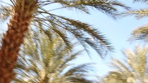 Palm tree farm 3 Stock Footage 79018097