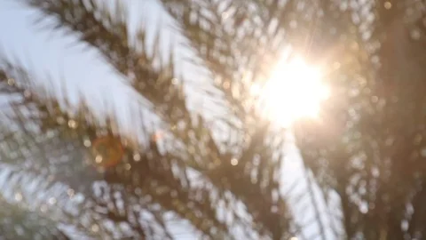 Palm tree farm 4 Stock Footage 79018144